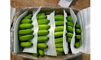 BANANA  , Solapur BANANA ,