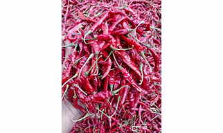 DRY RED CHILI