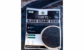 Black seasame seed