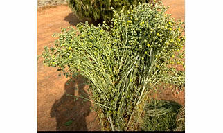 DAVANA OIL