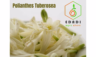 TUBEROSE ABSOLUTE
