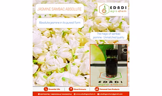 JASMINE SAMBAC ABSOLUTE