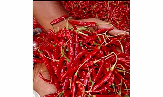 red chilli