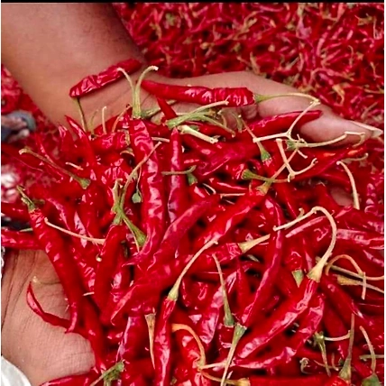 red chilli-12595076