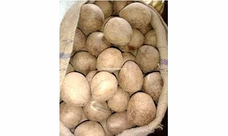 Dry Coconut Copra/Gola