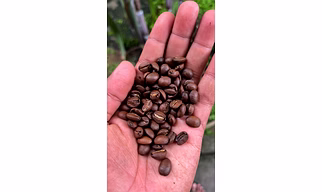 coffee beans