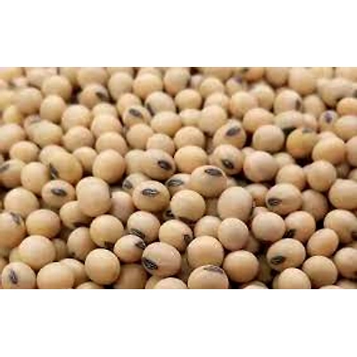 Koyna Exports Soyabeans