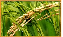 Indrayani Rice-1