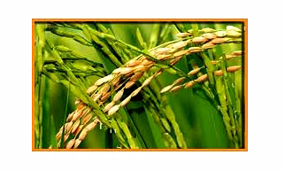 Indrayani Rice