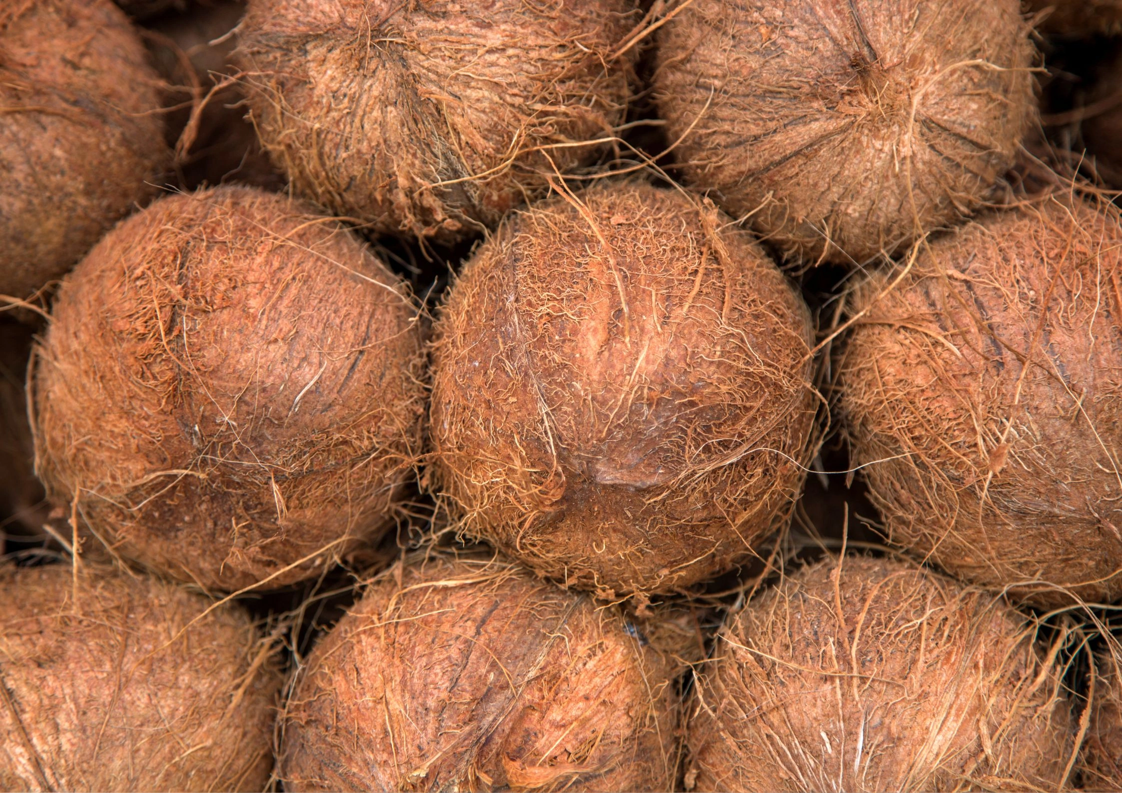 Normal Coconuts-1