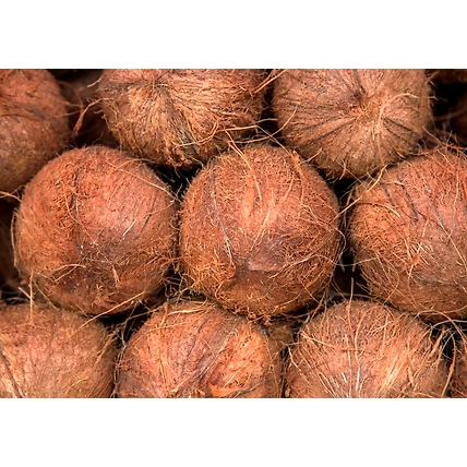 Normal Coconuts-1