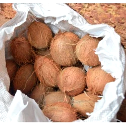 Normal Coconuts-2