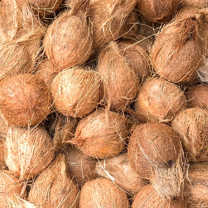SEMI HUSK COCONUTS-12597158
