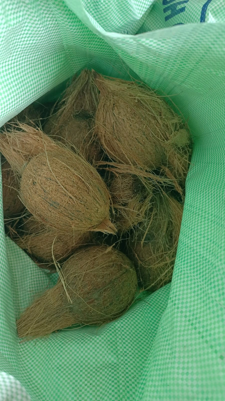 SEMI HUSK COCONUTS-2