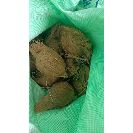 SEMI HUSK COCONUTS-2