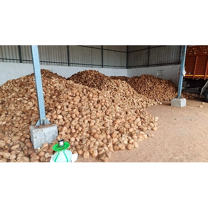 SEMI HUSK COCONUTS-4