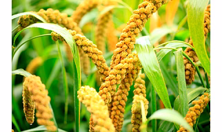 Millet