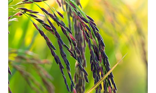 Black Rice