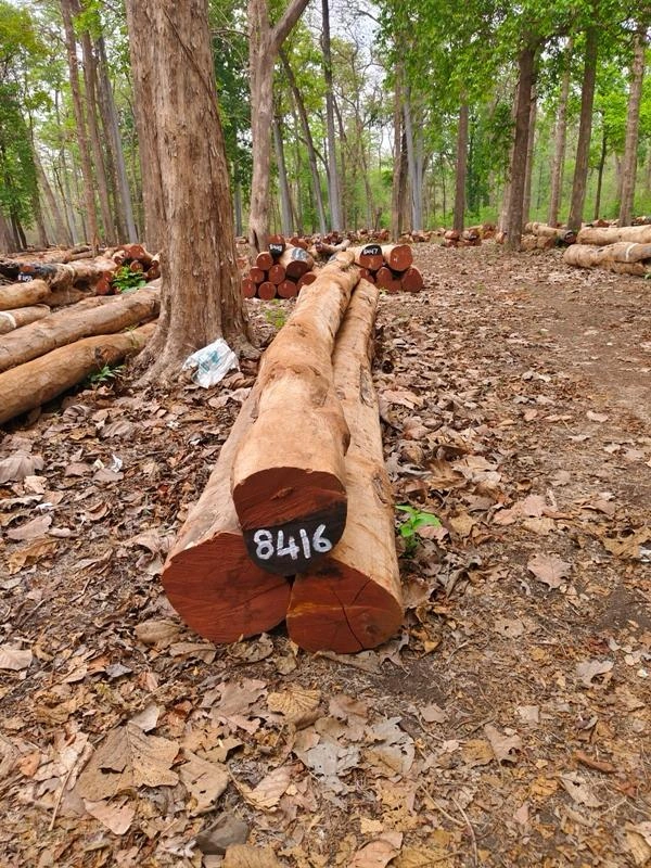 INDIAN TEAK WOOD , SISAM WOOD (ROSE WOOD)-2