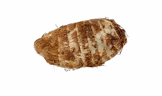 Taro