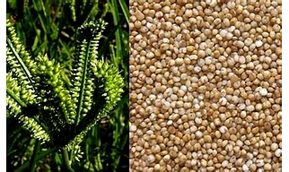 Millets - KODO