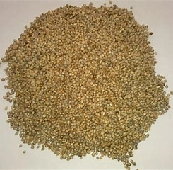 Bajra / Pearl millet-12646089