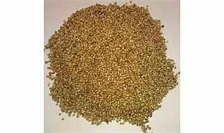 Bajra / Pearl millet
