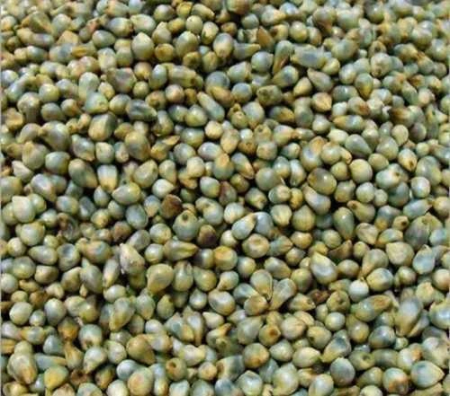 Bajra / Pearl millet-1