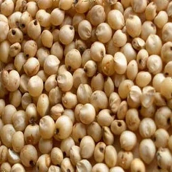 Jowar / Sorghum millet-12646095