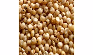 Jowar / Sorghum millet