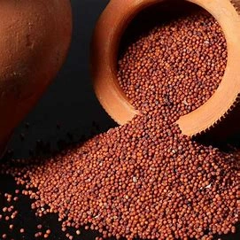 Ragi / Finger millet-12646115