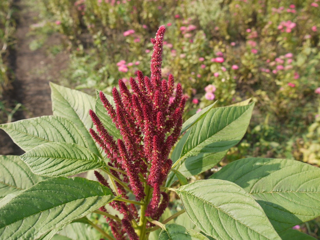 Rajgirah / Amaranth Millet-3