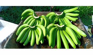 banana