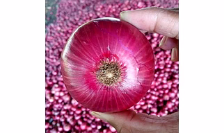 ONION