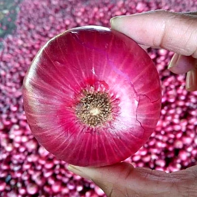 onion