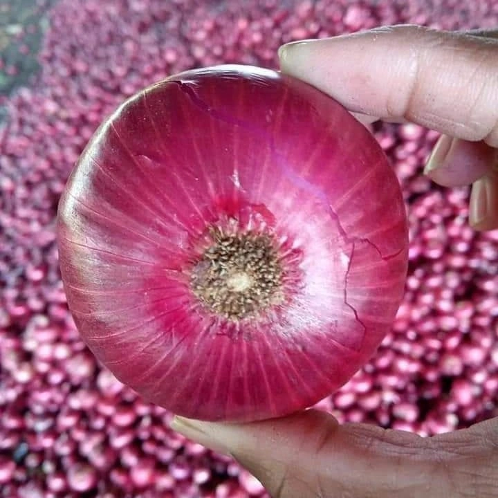 ONION-4