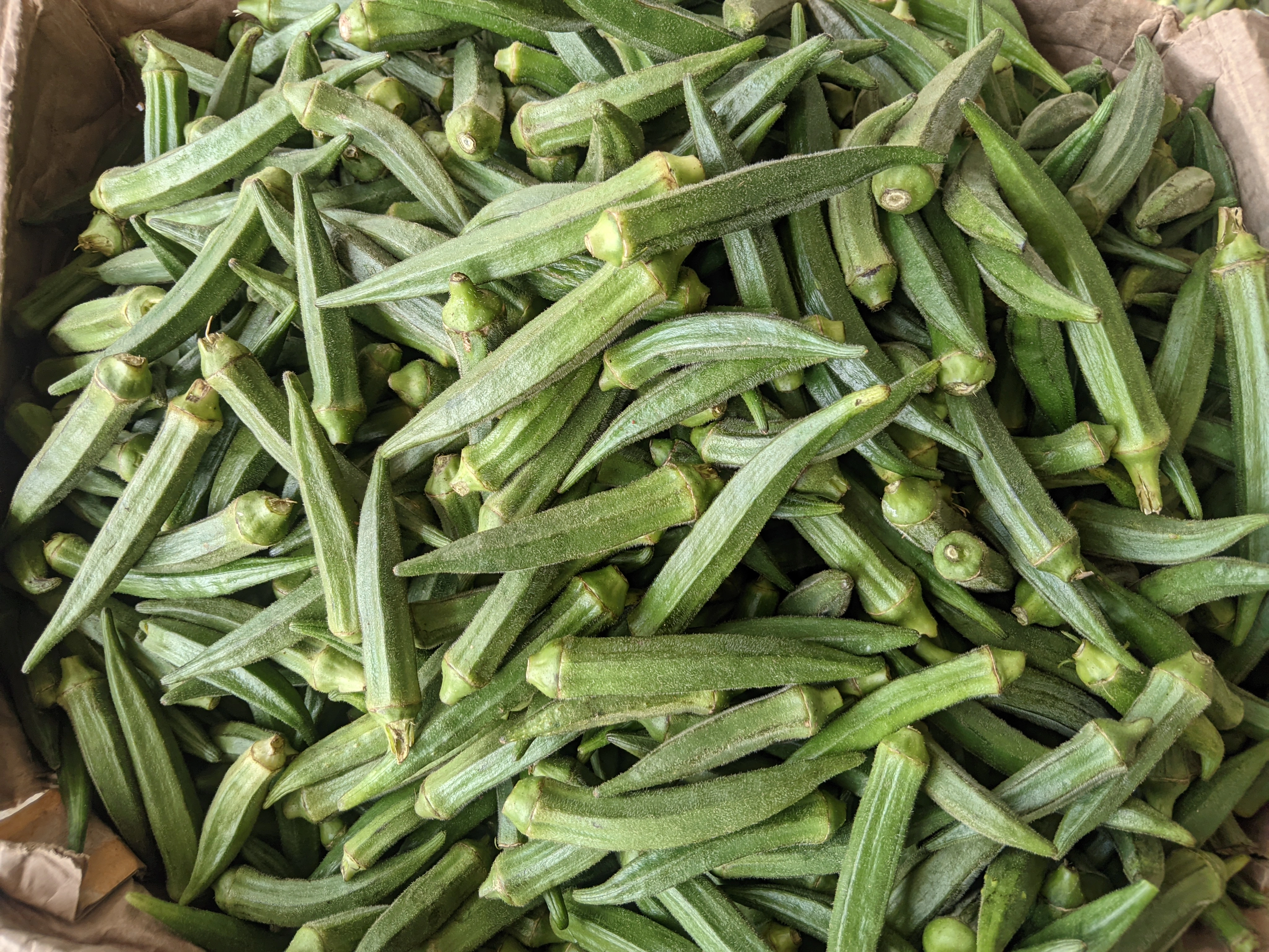 OKRA-12600976