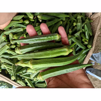 OKRA-2