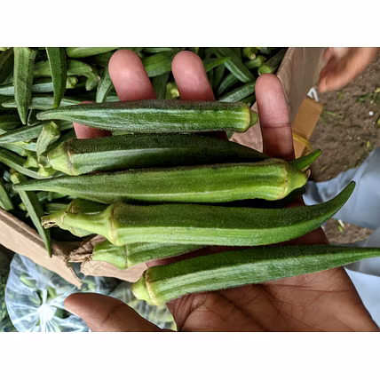 OKRA-3