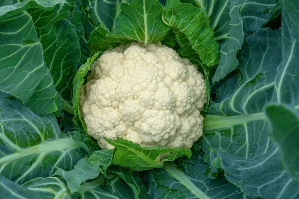 CAULIFLOWER-2