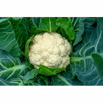 CAULIFLOWER-2