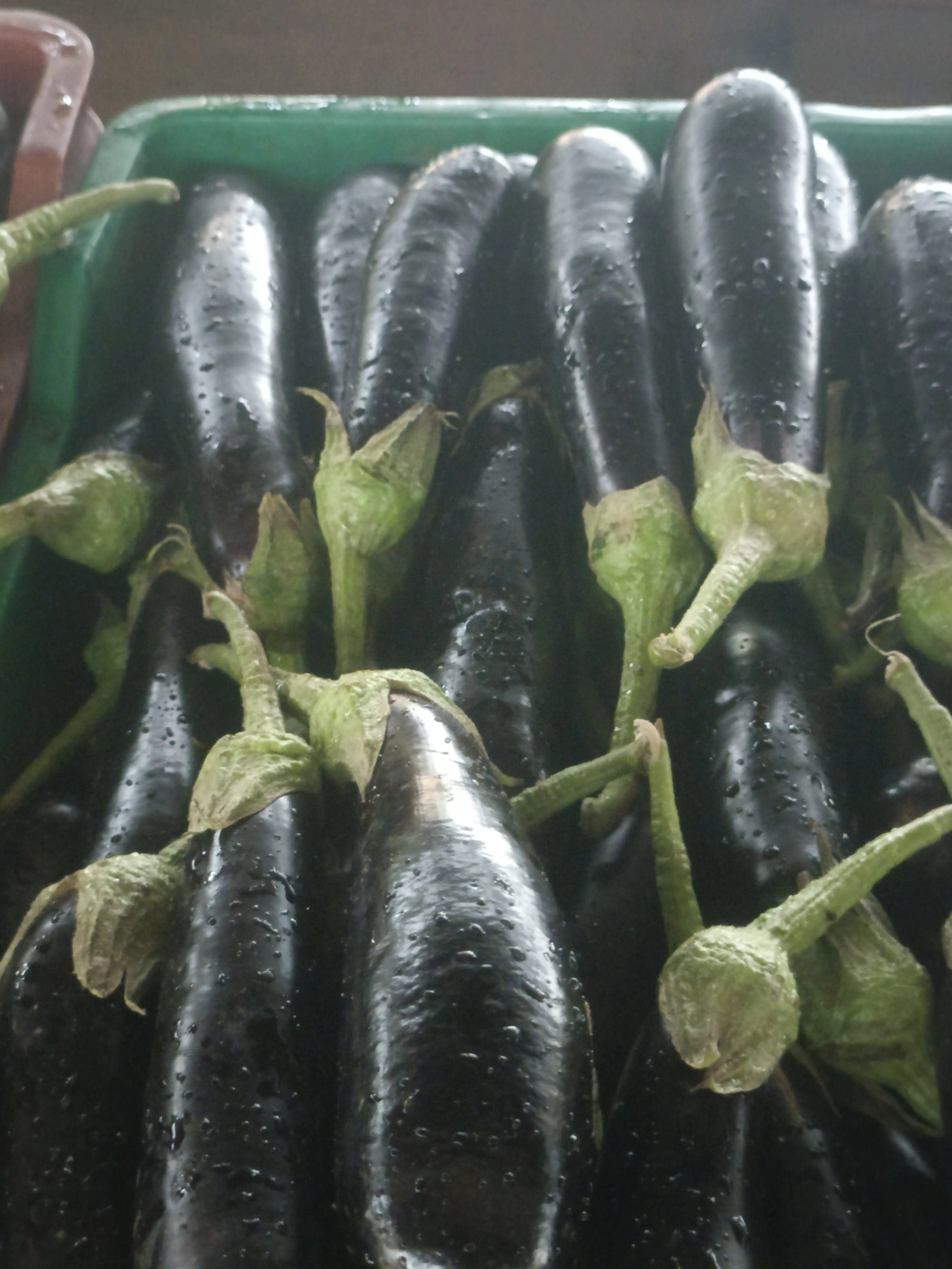 BRINJAL-12600966