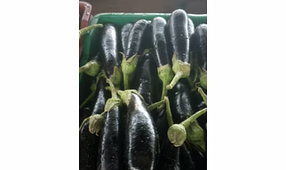BRINJAL