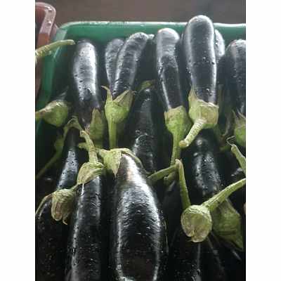 brinjal