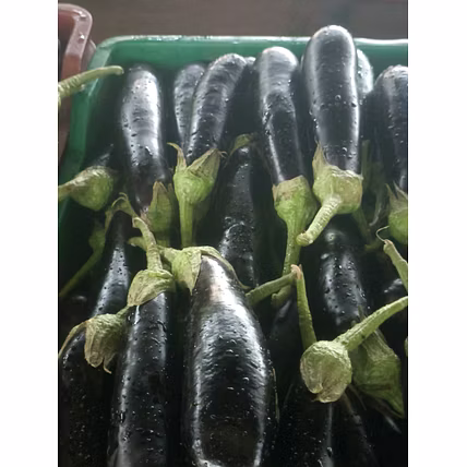 BRINJAL-12600966
