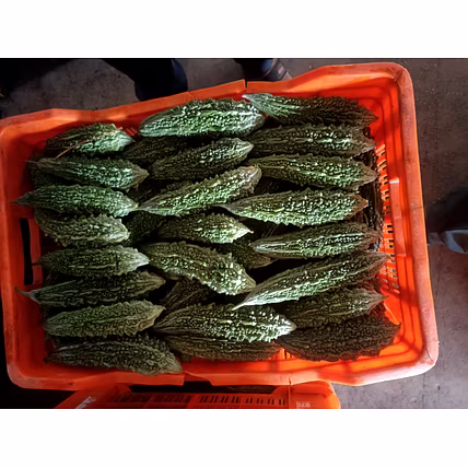 BRINJAL-2