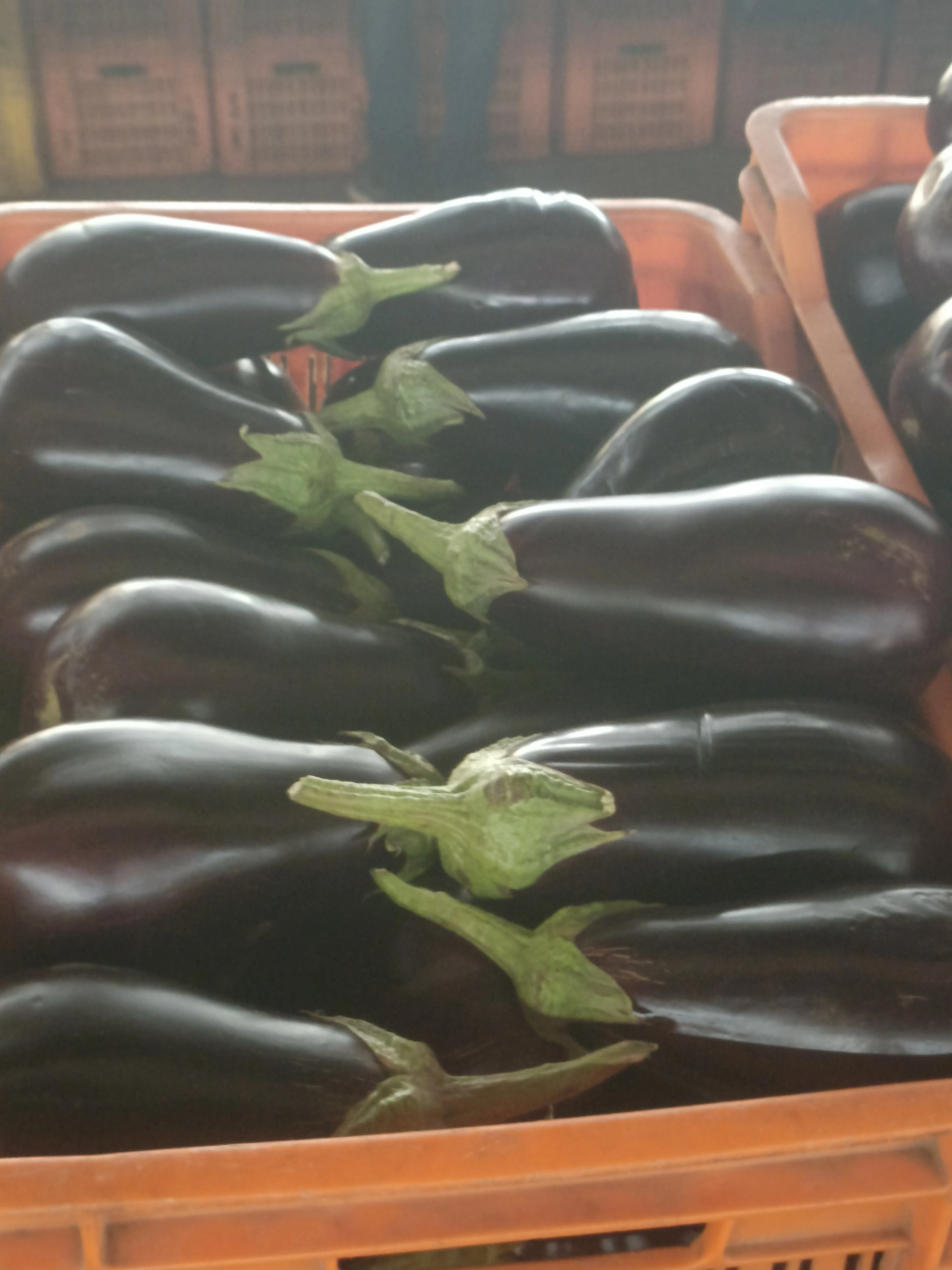 BRINJAL-3