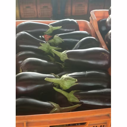 BRINJAL-3