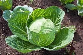 CABBAGE-12600962