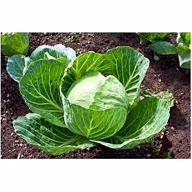 CABBAGE